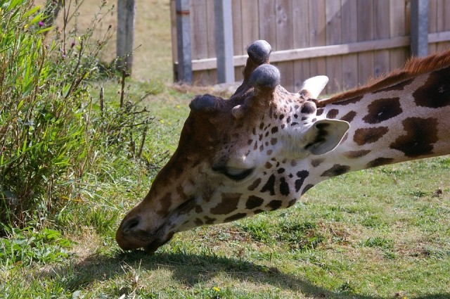 Tierparks