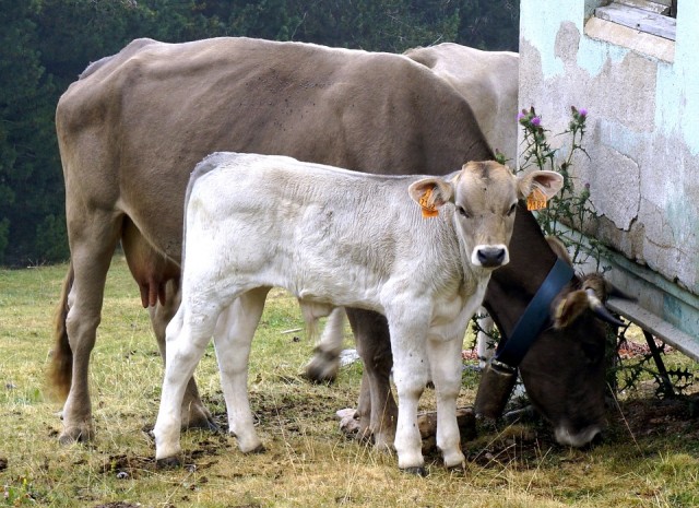 Local producers