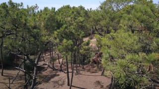foret-pierre-attelee-3191 foret-pierre-attelee-3191