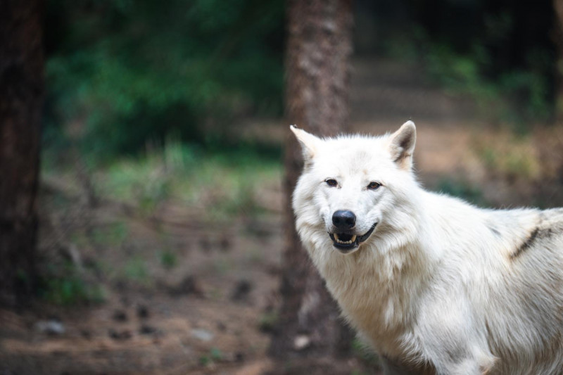 dsc01361loup-legendia-parc-frossay-ypov-agency-3493