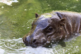 2023-hippopotame-pygme-e-m-bernard-chabrier-8801