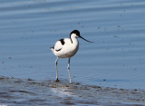 avocets-333774-1280-8776