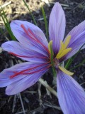 crocus-5-filaments-safran-saint-pere-en-retz-1558