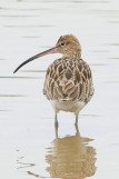 curlew-7707681-1280-8774