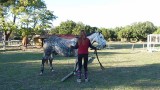 ethologie-adolescent-deplacement-lateral-equi-coaching-st-brevin-tourisme2-3883