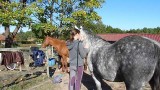 ethologie-enfant-massage-chevaux-equi-coaching-st-brevin-tourisme11-3891