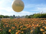 feerie-dahlias-terrabotanica-2995