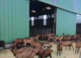 ferme-les-demoiselles-des-champs-ch-vres-11618