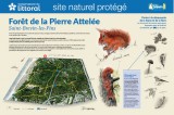 foret-de-la-pierre-attelee-site-naturel-protege-st-brevin-4772