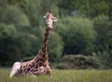 girafe1-2020-2025-10795 girafe1-2020-2025-10795