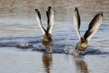 greylag-geese-5767763-1280-8771