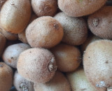 kiwis-petite-lounais-10830