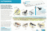 la-courance-saint-brevin-dune-oiseaux1-4672