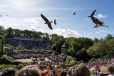 le-bal-des-oiseaux-fant-mes-philippe-petit-7526