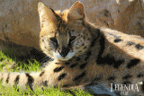 legendiaparc-serval-st-brevin-tourisme-4131