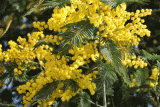 mimosas-fleur-de-sel-st-brevin-tourisme1-4028