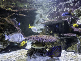 ocearium-le-croisic-5510-7729