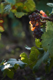 photos-raisins-1-10639