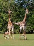 planete-sauvage-port-st-pere-st-brevin-pornic-loire-atlantique-parc-animaux-4-1831