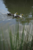 saintviaud-lac-naturecanards2-bd-ddufour-2021-8763