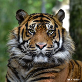 tigre-de-sumatra-bdd-7596