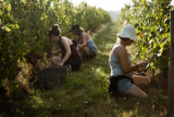 vendanges-102-sur-316-10647