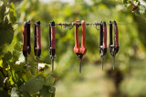 vendanges-295-sur-316-10646