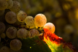 vendanges-46-sur-316-10643