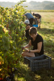 vendanges-82-sur-316-10645