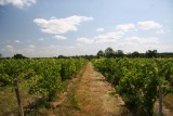 vignes-frossay