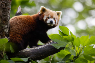 pandaroux-2020-2025-3u9a9013-10803