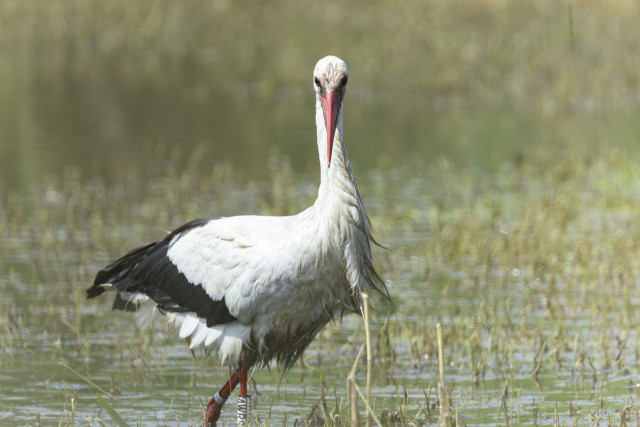 divers-frossay-16-10897