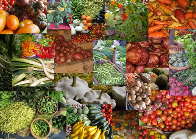 ferme-oerigines-legumes-10780