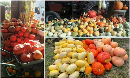 courges-oerigines-10774 courges-oerigines-10774