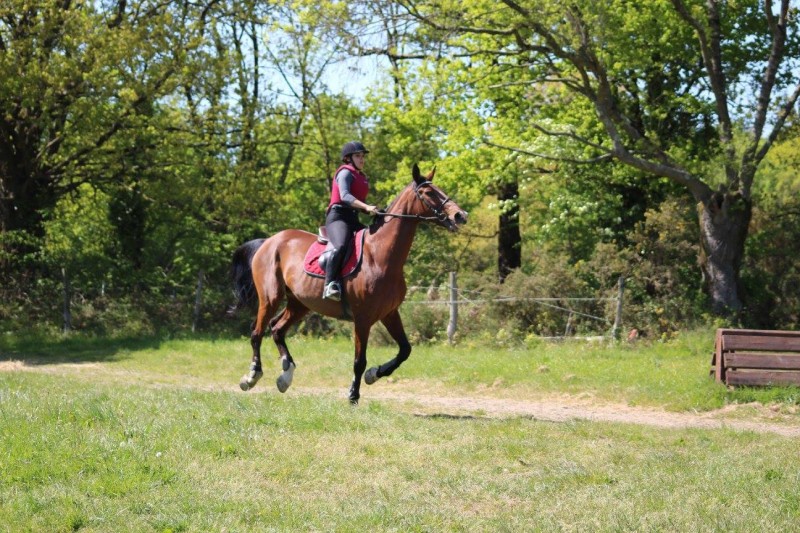 ecuries-de-saint-brevin-cheval-1-2259