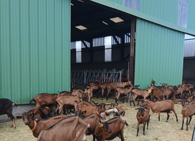 ferme-les-demoiselles-des-champs-ch-vres-11618 ferme-les-demoiselles-des-champs-ch-vres-11618