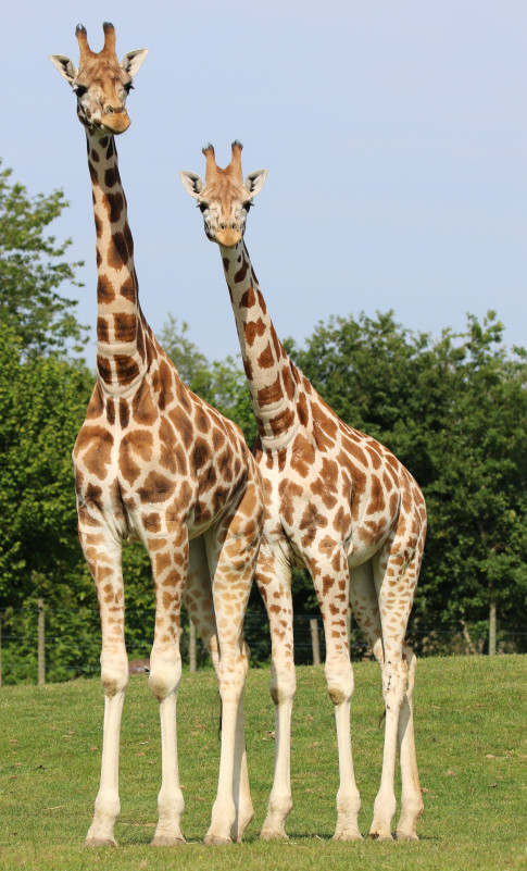girafes-7597