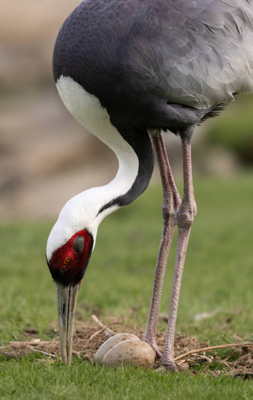 gruedechine-2020-20253u9a9336-2-10796 gruedechine-2020-20253u9a9336-2-10796