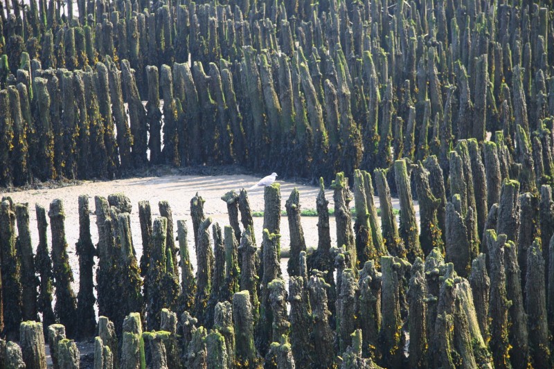 nature-et-environnement-brevinois-st-brevin5-1350