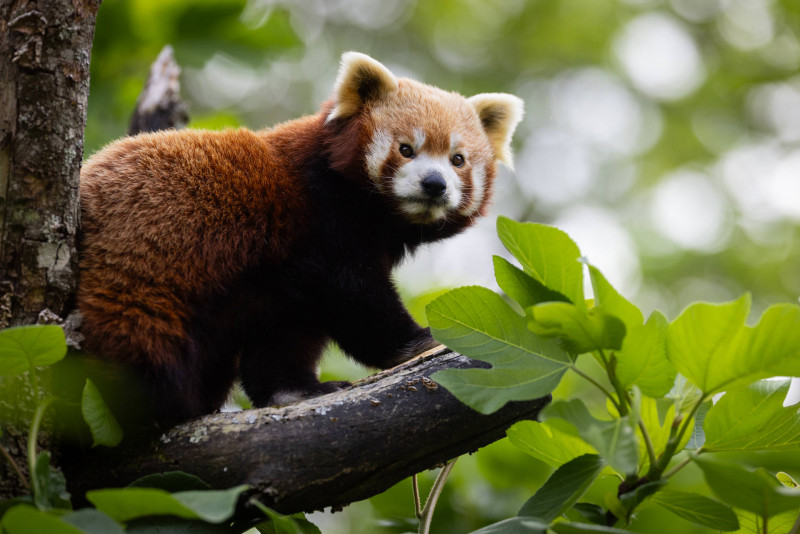 pandaroux-2020-2025-3u9a9013-10803 pandaroux-2020-2025-3u9a9013-10803