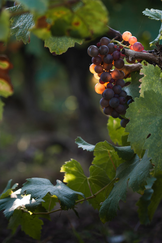 photos-raisins-1-10639