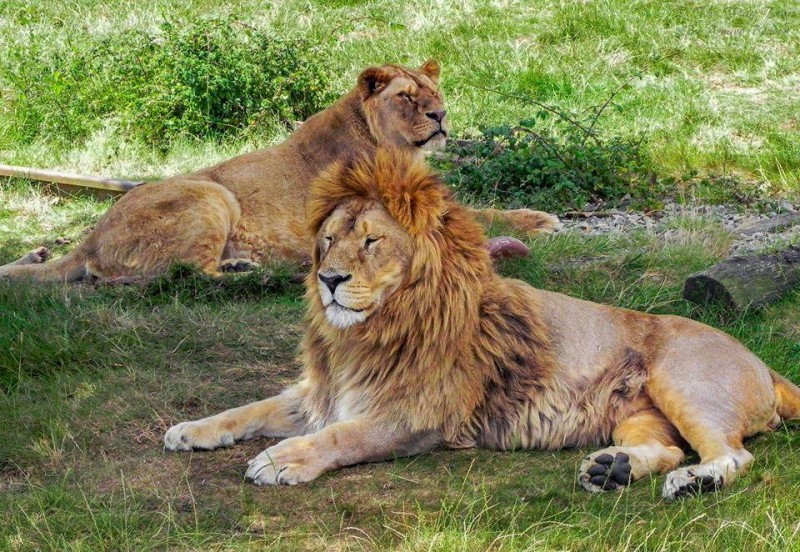 planete-sauvage-port-st-pere-st-brevin-pornic-loire-atlantique-parc-animaux-7-1832