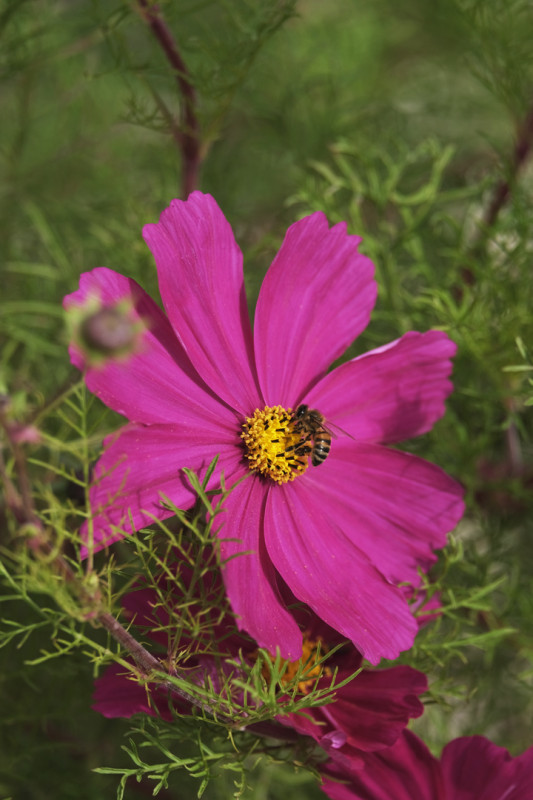 saintpereenretz-campagne-abeille2-bd-ddufour-2021-10118