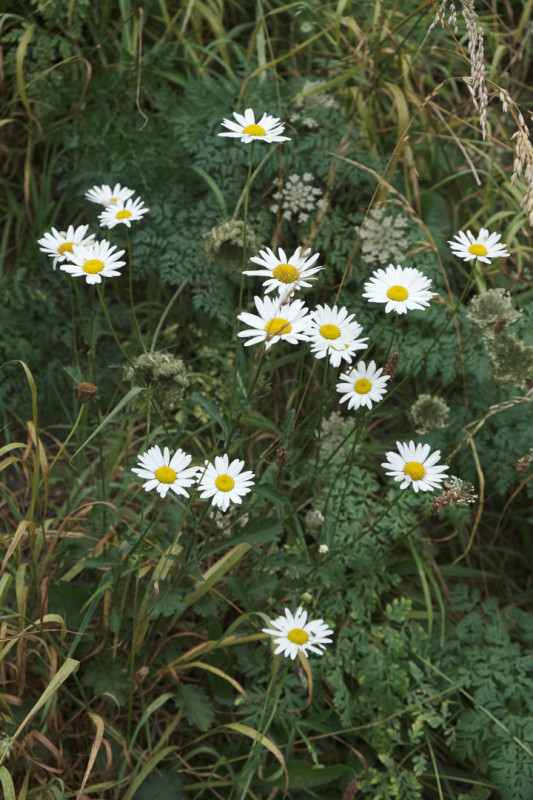 saintviaud-lac-naturefleurs-bd-ddufour-2021-10107
