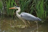 800x600-heron-cendre-masserau-saint-brevin-1480-1482-9977