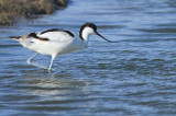 avocette-l-gante-18777