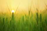 barley-field-1684052-1280-19979