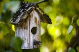 bird-feeder-1815656-960-720-13511