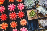 cacti-gc48d72bcd-1920-16975