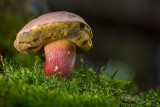champignon-16525